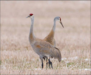 sandhill-crane-2.jpg