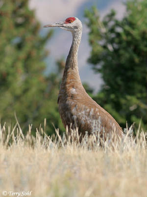 sandhill_crane_10.jpg